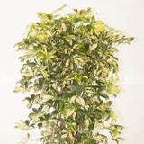 Palmierul umbrela (Schefflera) Trinette - 130 cm - VERDENA-130 cm inaltime livrat in ghiveci de 13 L