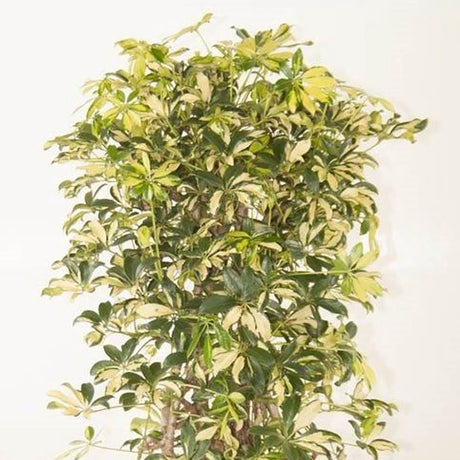 Palmierul umbrela (Schefflera) Trinette - 130 cm - VERDENA-130 cm inaltime livrat in ghiveci de 13 L