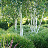 Papura cu Cap Spinos (Lomandra Longifolia) White Sands - VERDENA-55 cm inaltime, livrat in ghiveci de 4 l