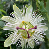 Passiflora Constance Elliot - VERDENA-65 cm inaltime livrat in ghiveci cu diametrul Ø 15 cm