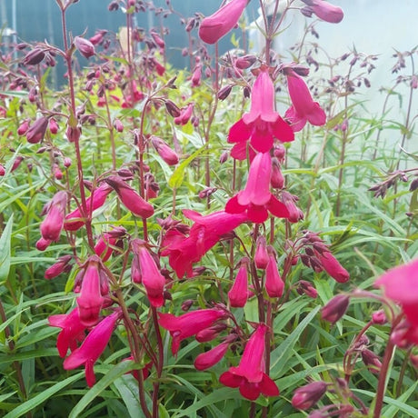 Penstemon Garnet - VERDENA-10-15 cm inaltime la livrare, in ghiveci de 1 L