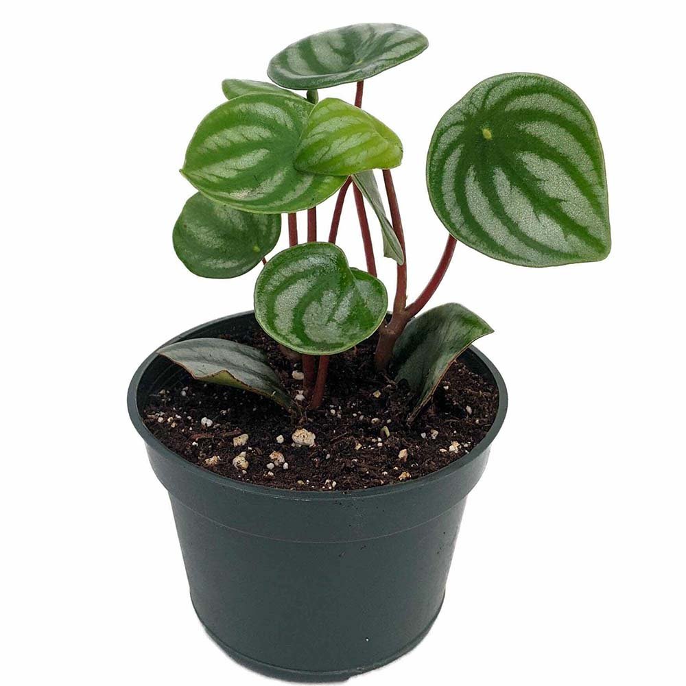 Peperomia Watermelon - 25 cm - VERDENA-25 cm inaltime in ghiveci de 1.5 l