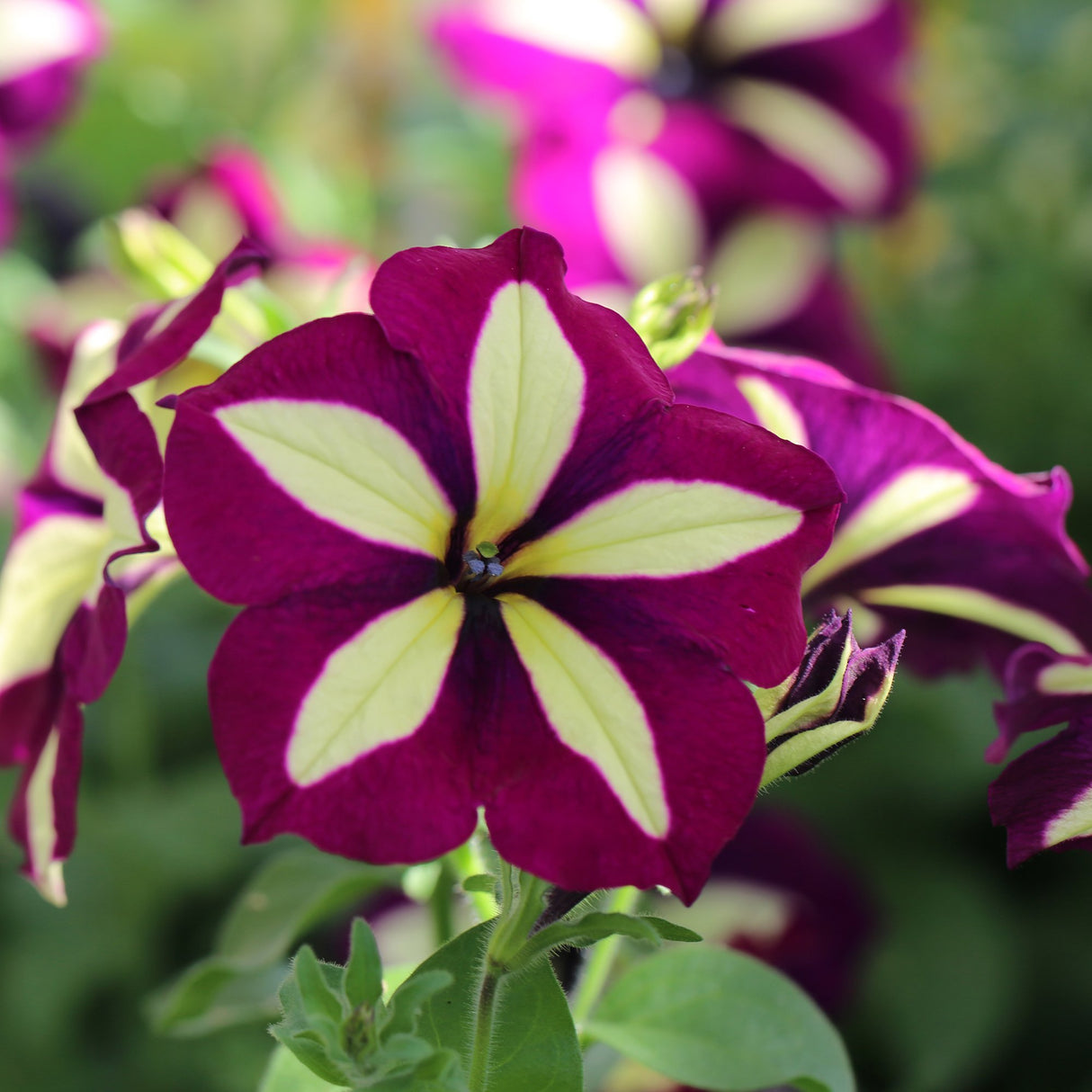 Petunia Crazytunia Knight Rider, ghiveci de 1L si ?12cm