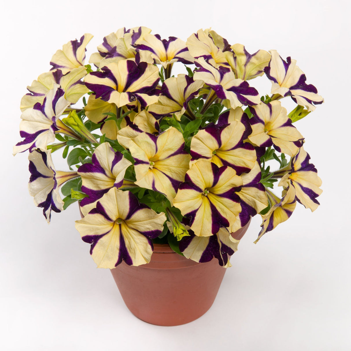 Petunia Crazytunia Knight Rider, ghiveci de 1L si ?12cm