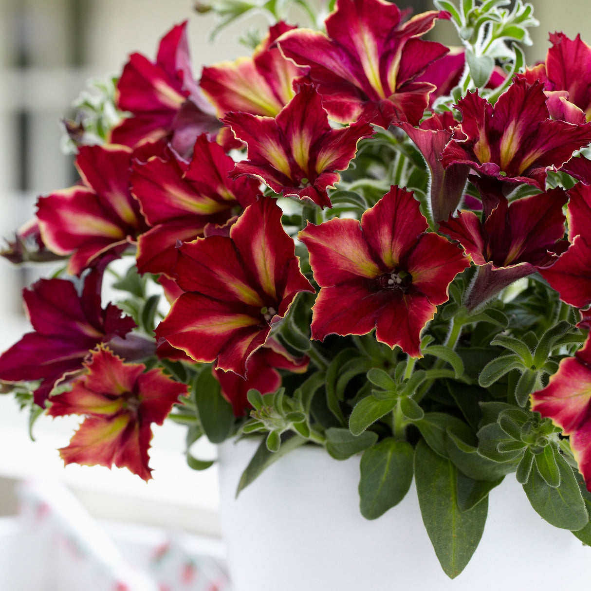 Petunia Crazytunia Mandeville, ghiveci de 1L si ?12cm