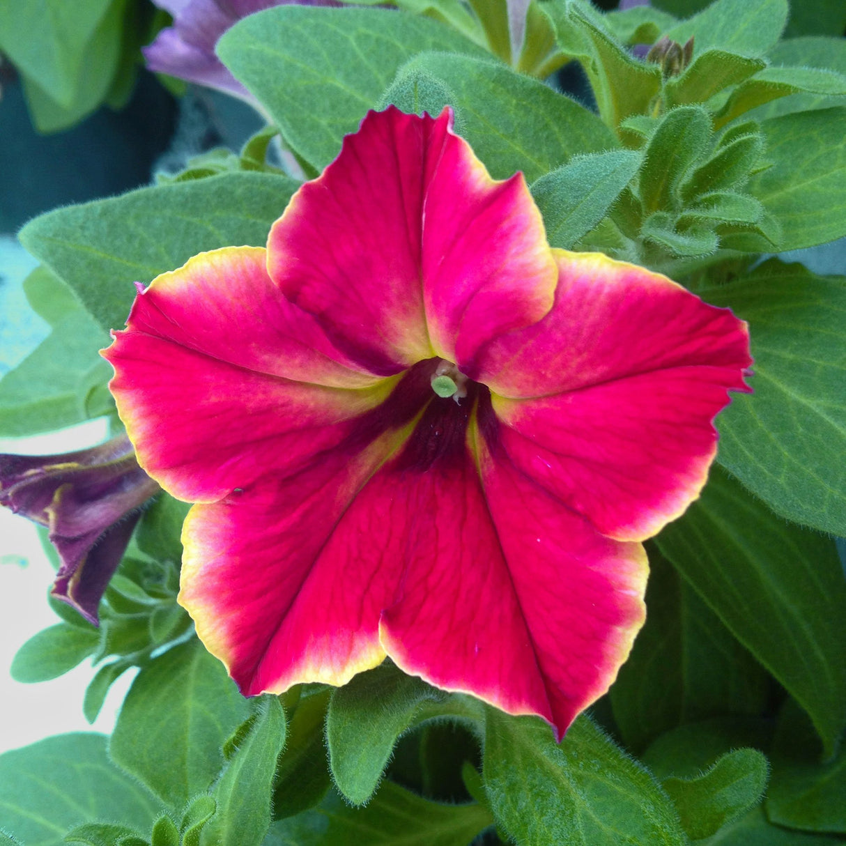 Petunia Crazytunia Mandeville, ghiveci de 1L si ?12cm