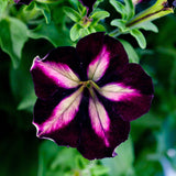 Petunia Crazytunia Pulse, ghiveci de 1L si ?12cm