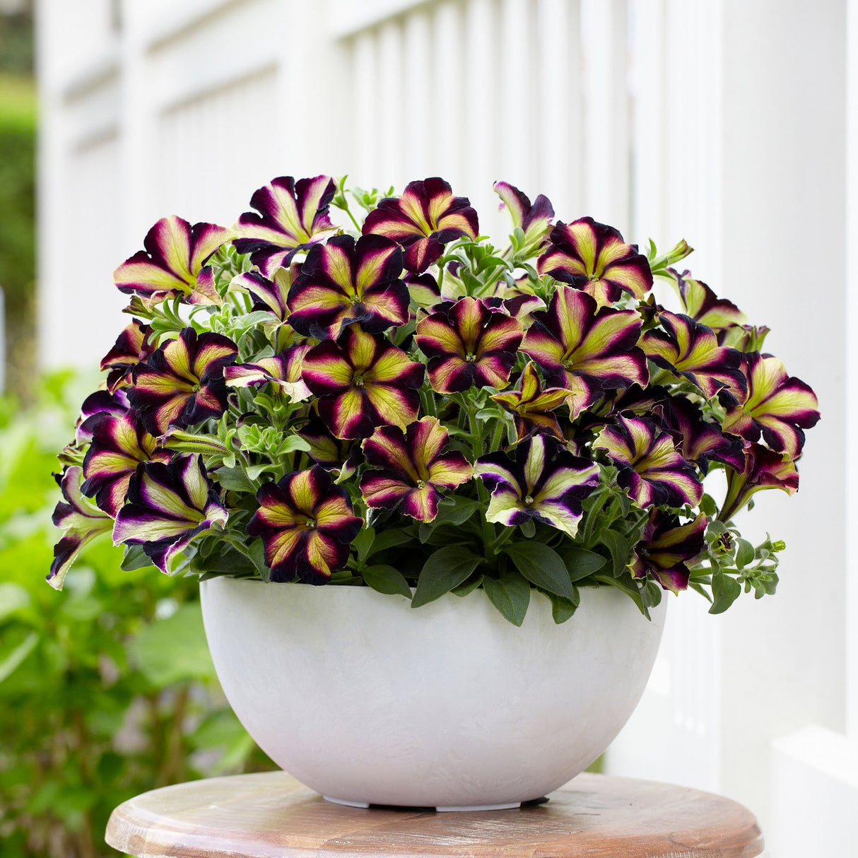 Petunia Crazytunia Pulse, ghiveci de 1L si ?12cm