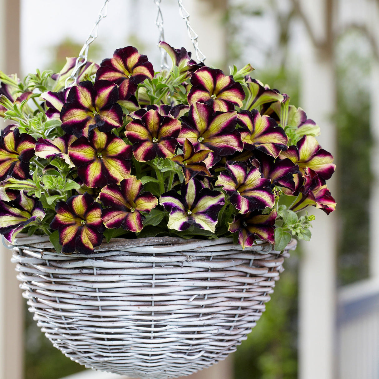 Petunia Crazytunia Pulse, ghiveci de 1L si ?12cm