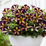 Petunia Crazytunia Pulse, ghiveci de 1L si ?12cm