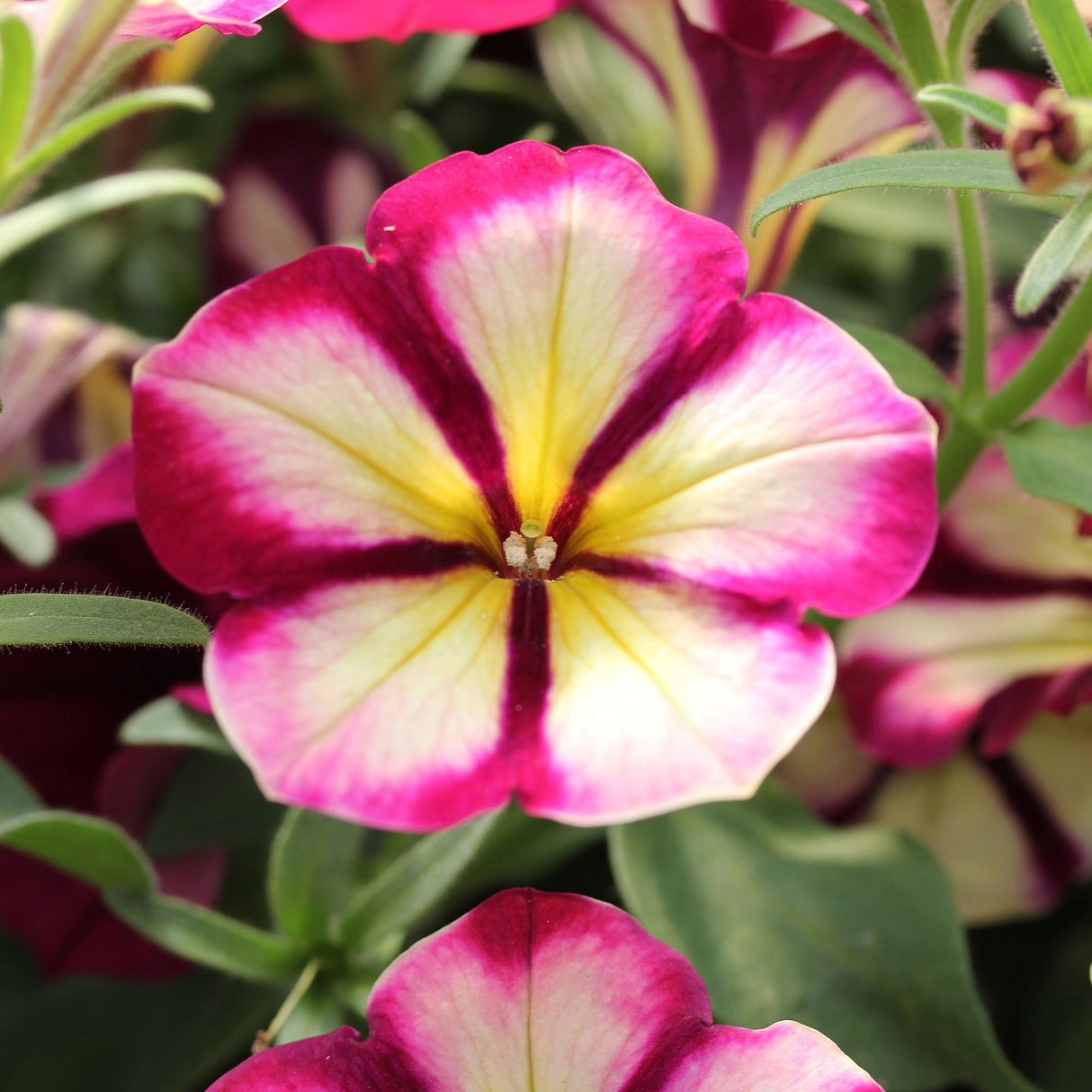 Petunia) Crazytunia Razzmatazz, ghiveci de 1L si ?12cm