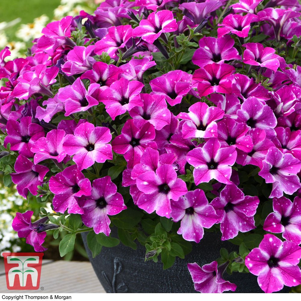 Petunia Sky - Famous Sarssani Circus - VERDENA-20 cm inaltime livrat in ghiveci de 1 L