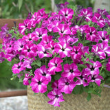 Petunia Sky - Famous Sarssani Circus - VERDENA-20 cm inaltime livrat in ghiveci de 1 L