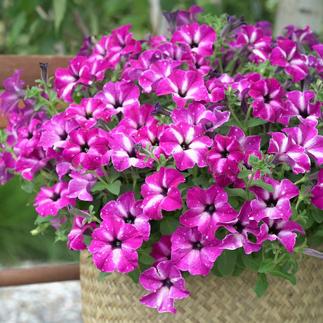 Petunia Sky - Famous Sarssani Circus - VERDENA-20 cm inaltime livrat in ghiveci de 1 L