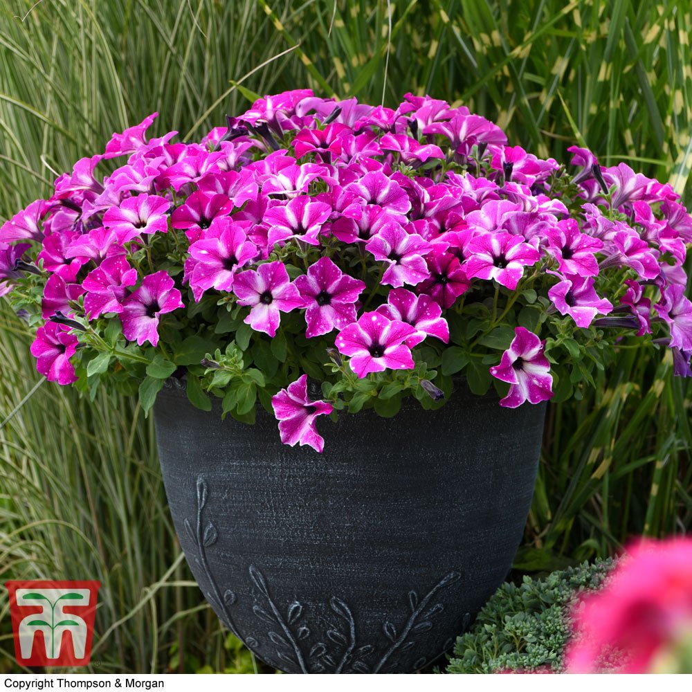 Petunia Sky - Famous Sarssani Circus - VERDENA-20 cm inaltime livrat in ghiveci de 1 L