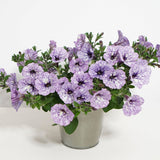 Petunia Sky - Lavender - VERDENA-20 cm inaltime livrat in ghiveci de 1 L