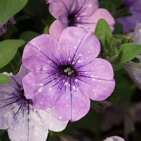 Petunia Sky - Lavender - VERDENA-20 cm inaltime livrat in ghiveci de 1 L