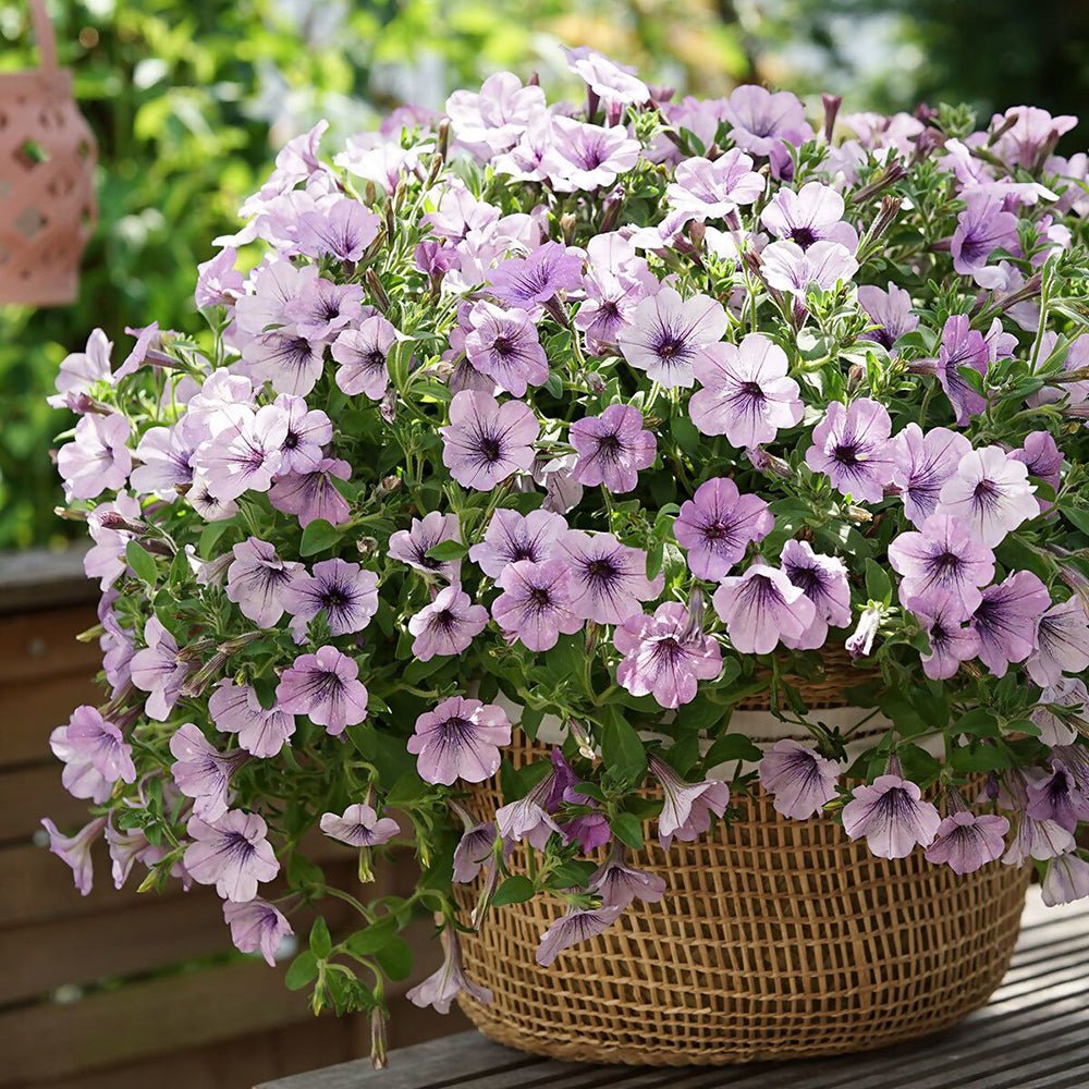 Petunia Sky - Lavender - VERDENA-20 cm inaltime livrat in ghiveci de 1 L