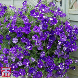 Petunia Sky - Night - VERDENA-20 cm inaltime livrat in ghiveci de 1 L