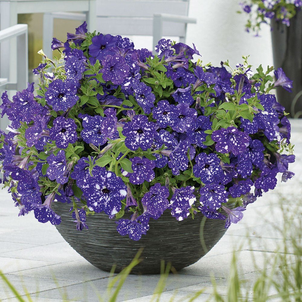 Petunia Sky - Night - VERDENA-20 cm inaltime livrat in ghiveci de 1 L