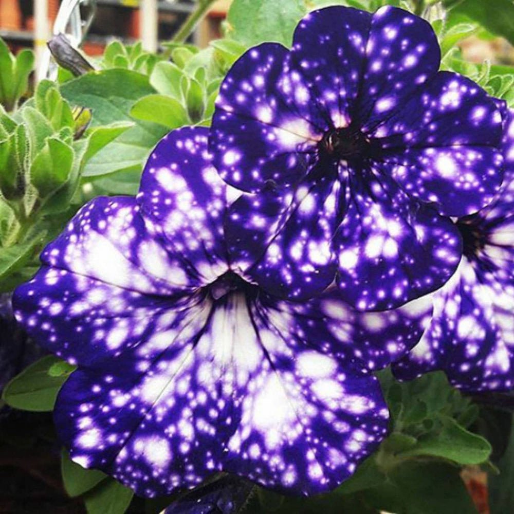 Petunia Sky - Night - VERDENA-20 cm inaltime livrat in ghiveci de 1 L