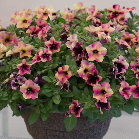 Petunie Crazytunia Blackberry Cheesecake, ghiveci de 1L si ?12cm