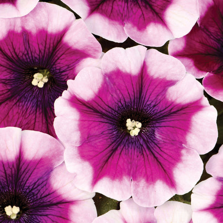 Petunie Crazytunia Passion Punch