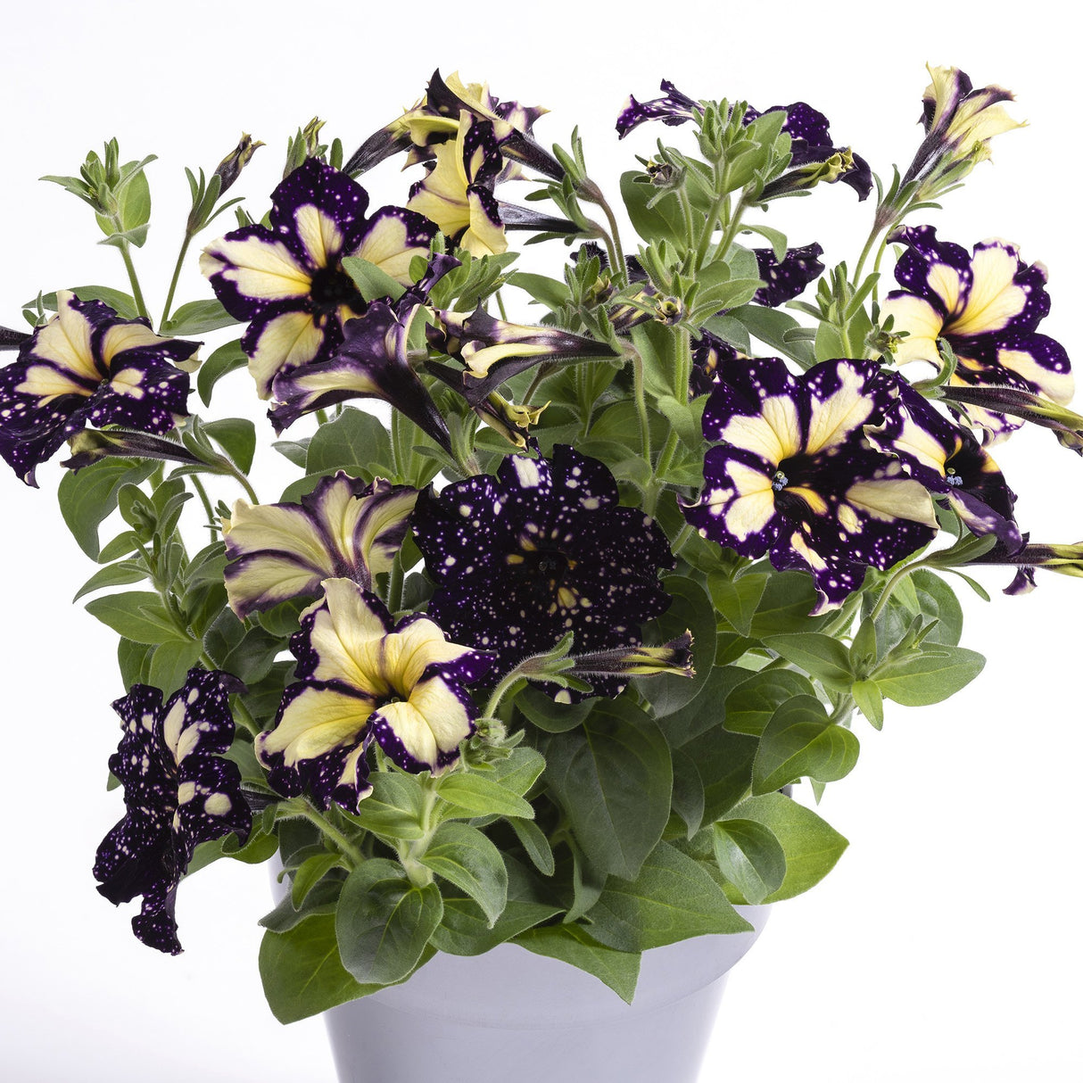 Petunie Happytoonia Starry Blue|VERDENA|Petunii|Plante perene|ghiveci de 1L si ?12cm