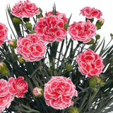 Garofita Perfume Coral Reef