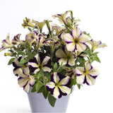 Petunie Prettytoonia Cassis Star, ghiveci de 1L si ?12cm