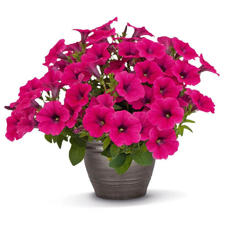 Petunie Prettytoonia Hot Pink Patio, ghiveci de 1L si ?12cm