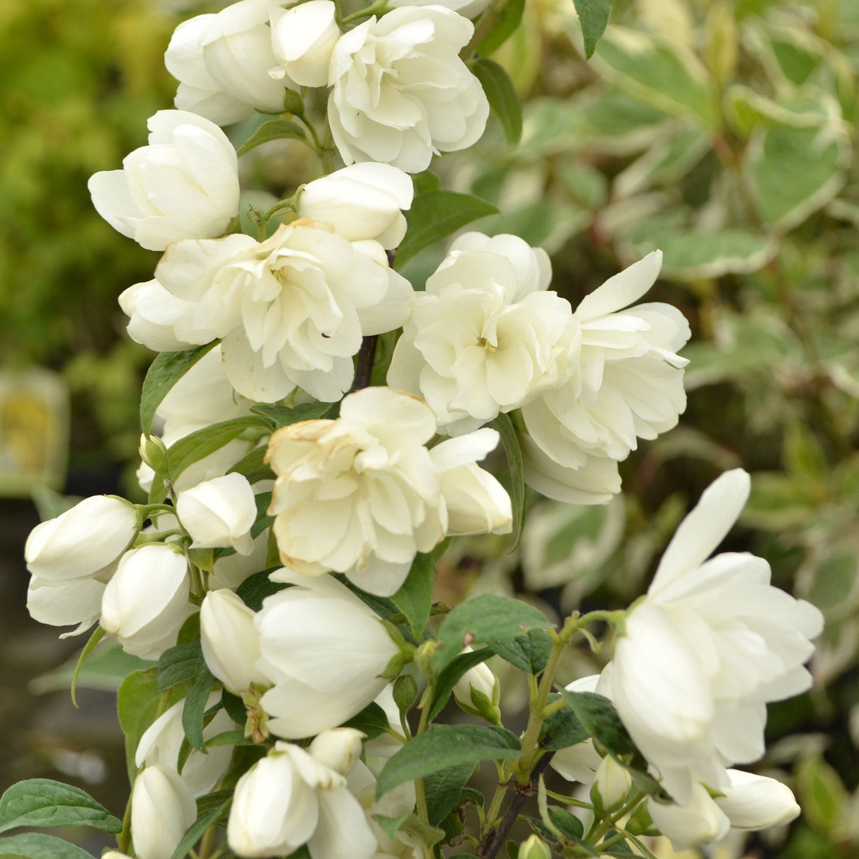 Black Friday - Reduceri Philadelphus Snowbelle Promotie