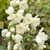 Philadelphus Snowbelle, 80-100 cm inaltime, in ghiveci de 5L