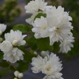 Philadelphus Snowbelle, 80-100 cm inaltime, in ghiveci de 5L