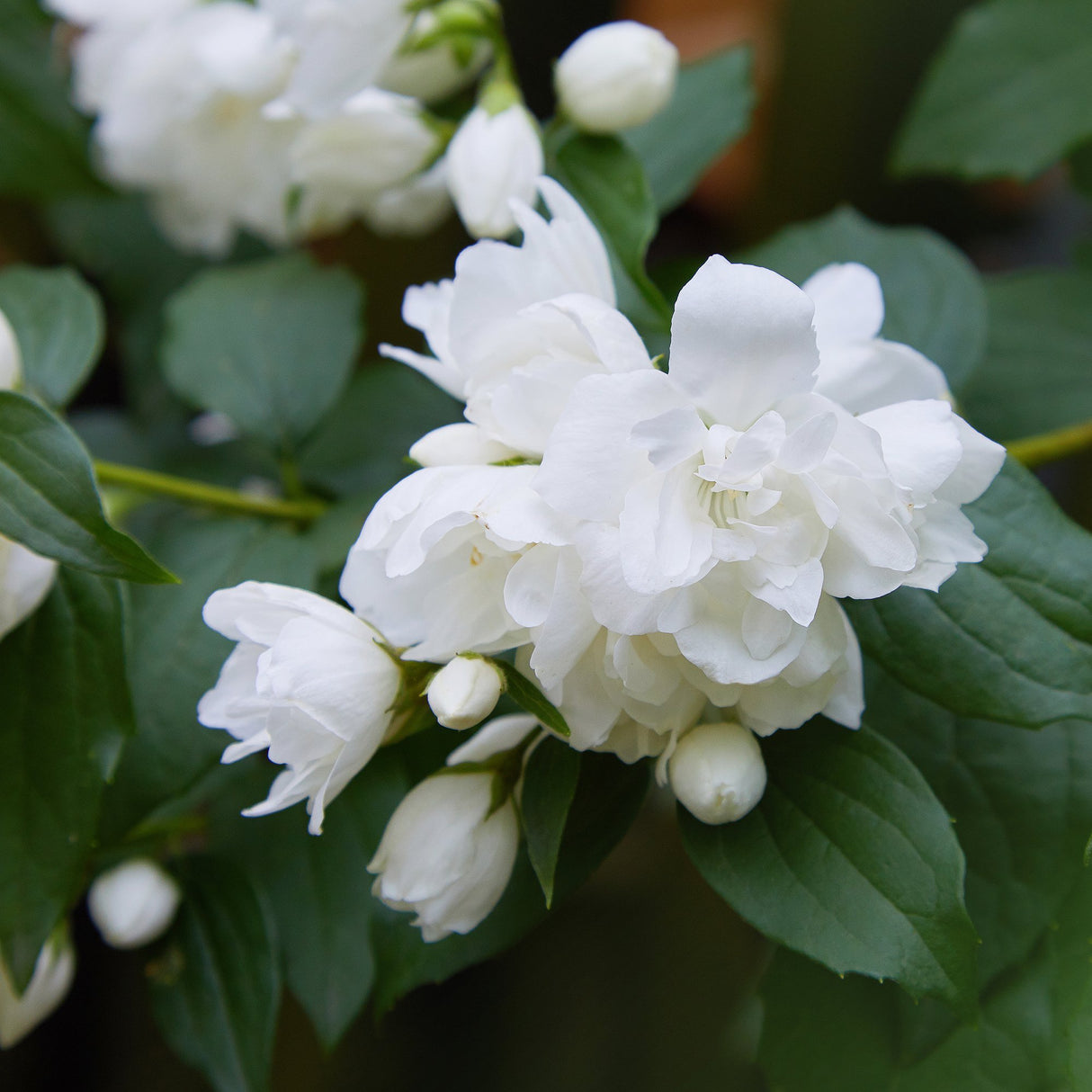 Philadelphus Snowbelle, 80-100 cm inaltime, in ghiveci de 5L