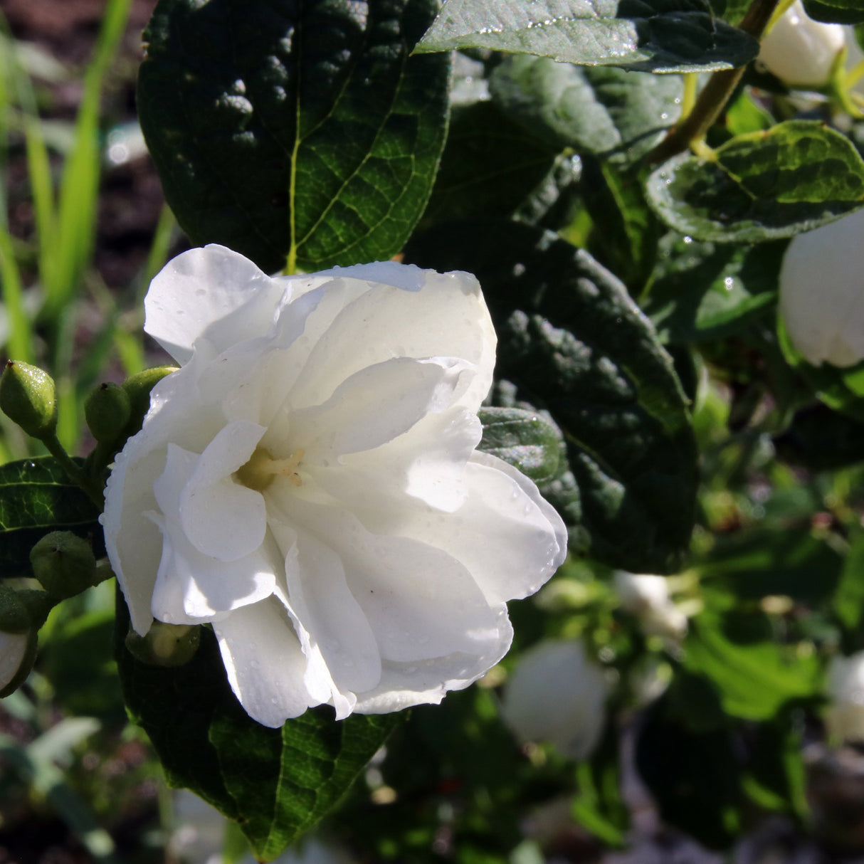 Black Friday - Reduceri Philadelphus Snowbelle Promotie