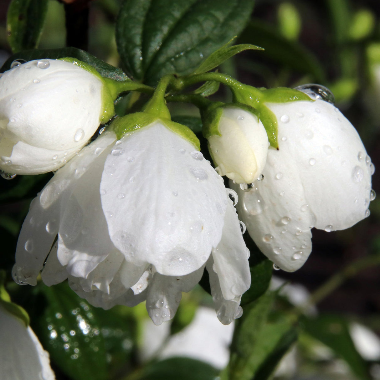 Philadelphus Snowbelle, 80-100 cm inaltime, in ghiveci de 5L