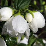 Black Friday - Reduceri Philadelphus Snowbelle Promotie