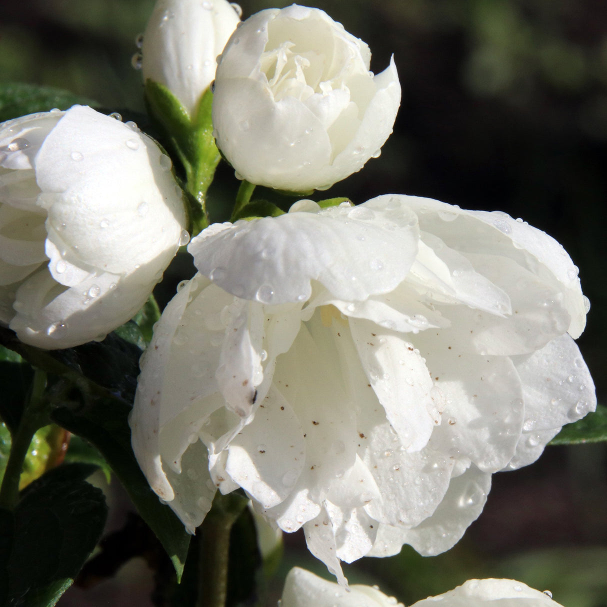 Black Friday - Reduceri Philadelphus Snowbelle Promotie