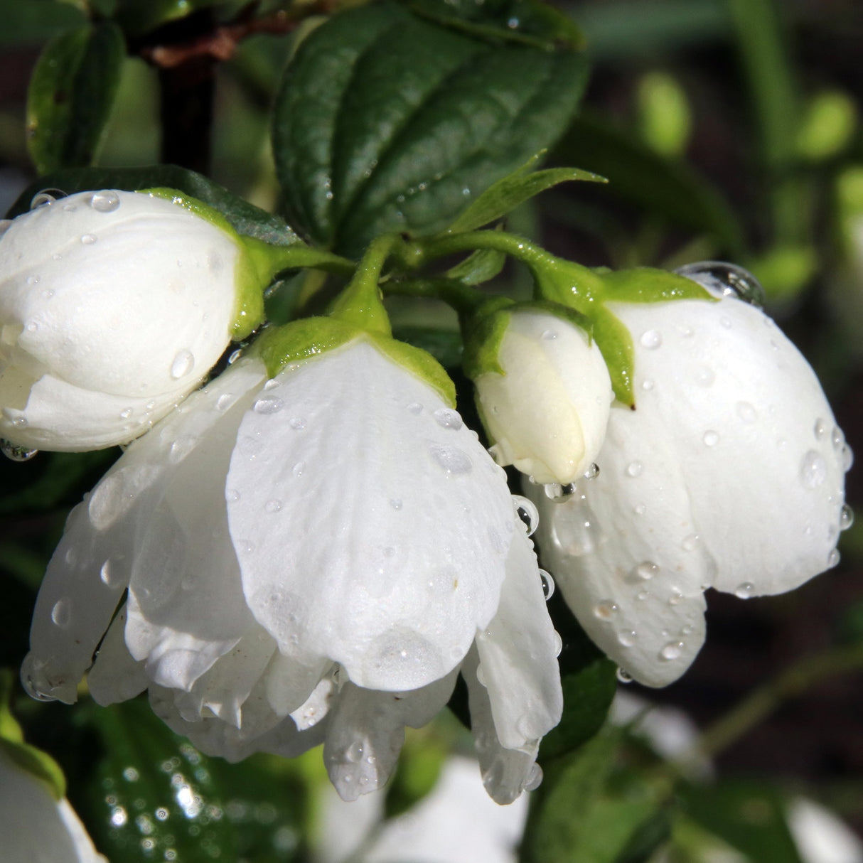 Philadelphus Snowbelle, 80-100 cm inaltime, in ghiveci de 5L