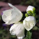 Philadelphus Snowbelle, 80-100 cm inaltime, in ghiveci de 5L