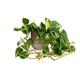 Philodendron Brasil - 40 cm - VERDENA-40 cm inaltime, livrat in ghiveci de 2 l