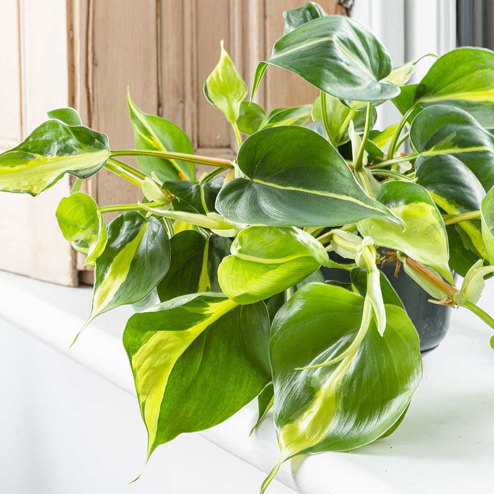 Philodendron Brasil - 40 cm - VERDENA-40 cm inaltime, livrat in ghiveci de 2 l