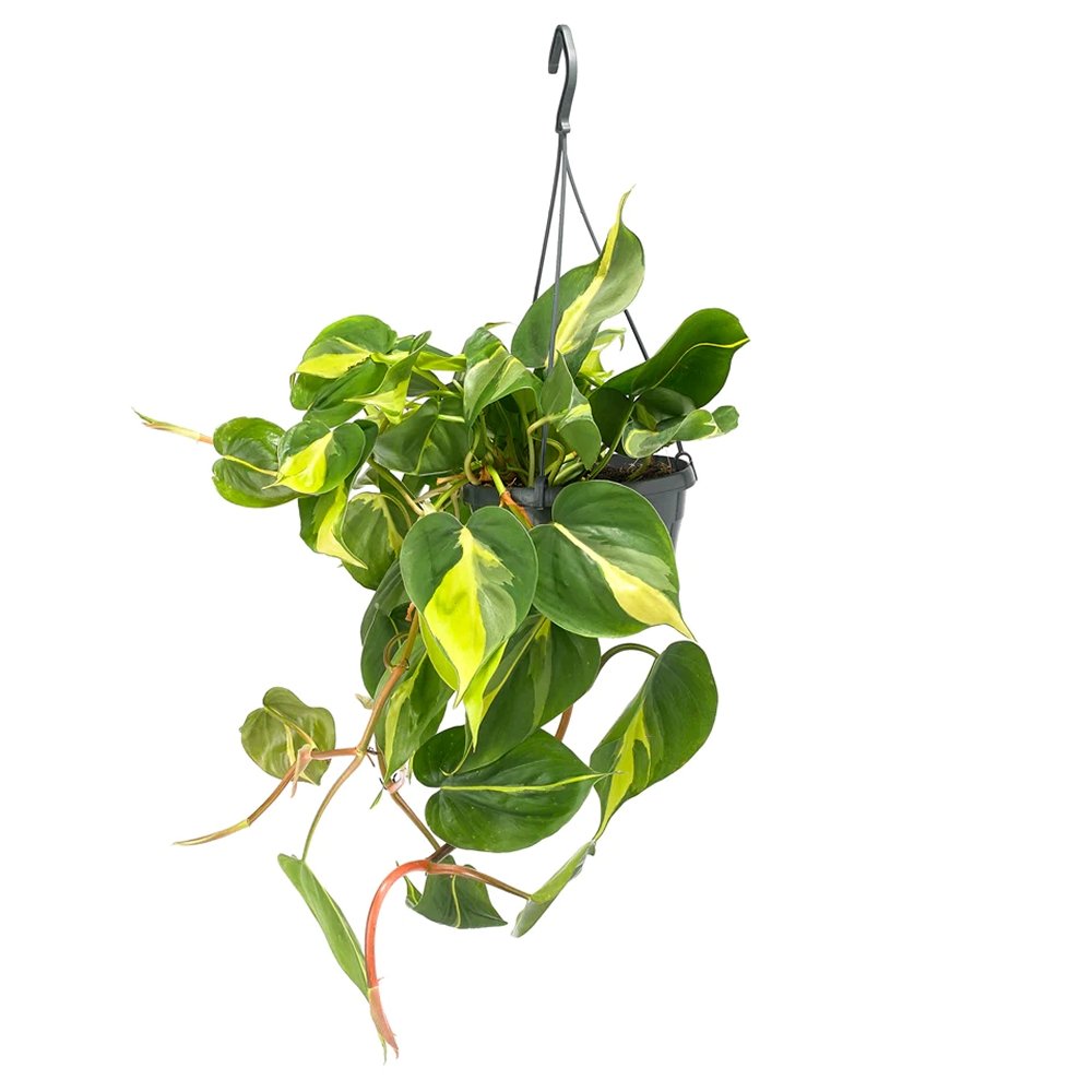 Philodendron Brasil - 40 cm - VERDENA-40 cm inaltime, livrat in ghiveci de 2 l