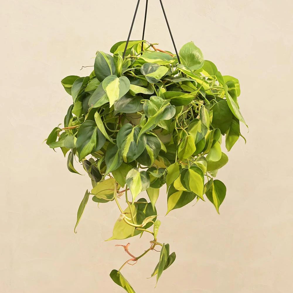 Philodendron Brasil - 40 cm - VERDENA-40 cm inaltime, livrat in ghiveci de 2 l