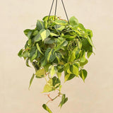 Philodendron Brasil - 40 cm - VERDENA-40 cm inaltime, livrat in ghiveci de 2 l