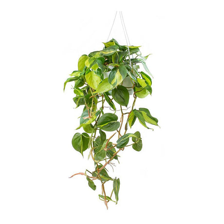 Philodendron Brasil - 40 cm - VERDENA-40 cm inaltime, livrat in ghiveci de 2 l