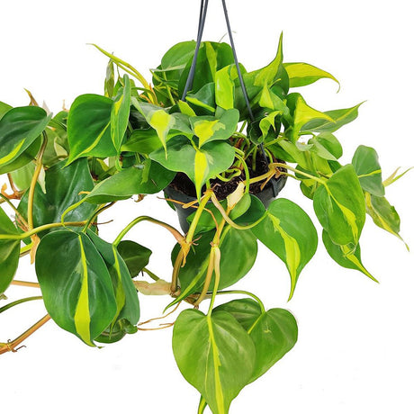 Philodendron Brasil - 40 cm - VERDENA-40 cm inaltime, livrat in ghiveci de 2 l