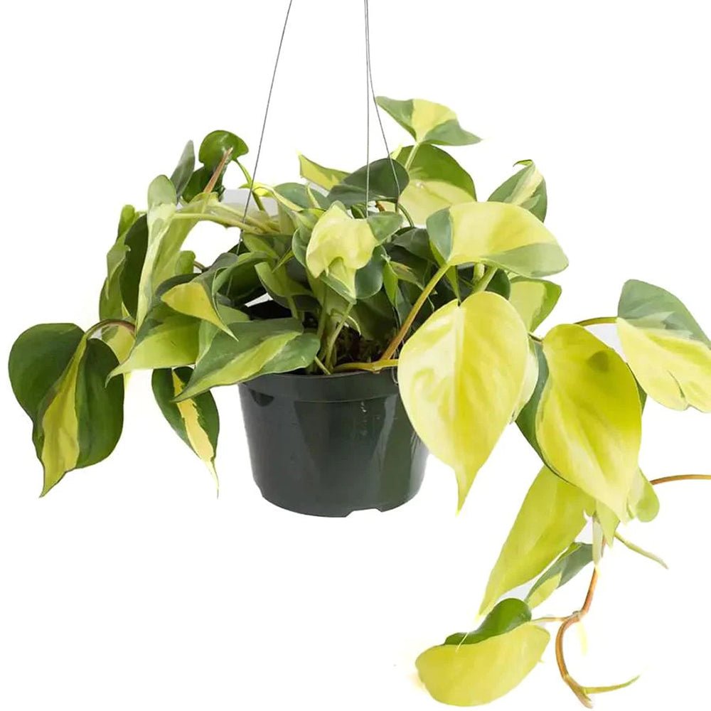 Philodendron Brasil - 40 cm - VERDENA-40 cm inaltime, livrat in ghiveci de 2 l