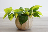 Philodendron Brasil, 20 cm la livrare, in ghiveci Ø 12 cm